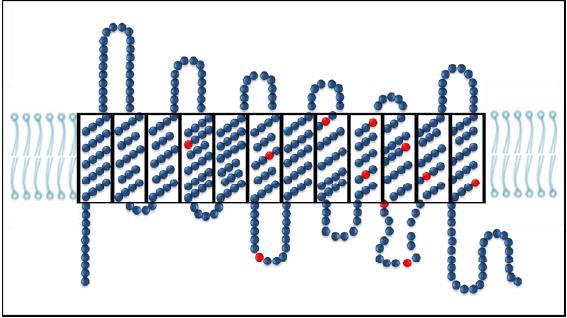 25 RHD(1227G>A) é a mutação mais predominante nos indivíduos DEL e o alelo híbrido RHD-CE-D o segundo mais frequente (KORMOCZI et al., 2005; GU et al., 2014).