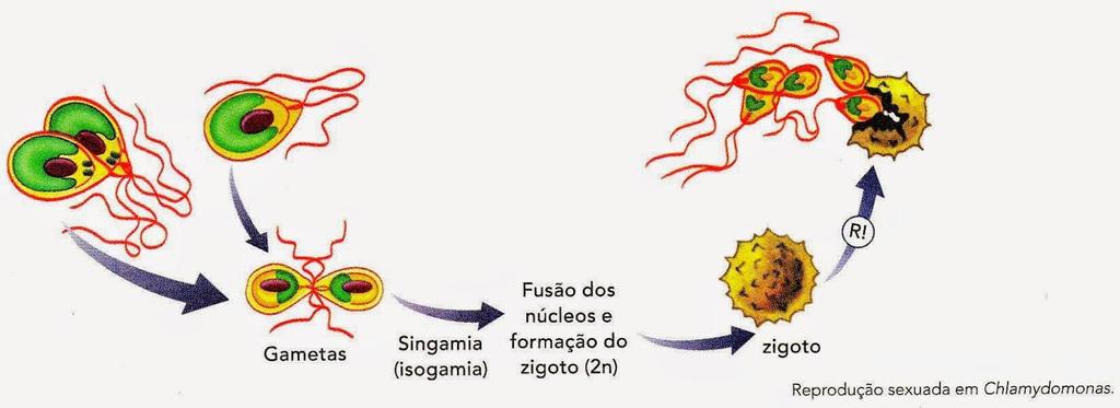 Grande parte dos fungos, alguns protozoários e muitas algas verdes, como Chlamydomonas, Spirogyra, Zygnema e