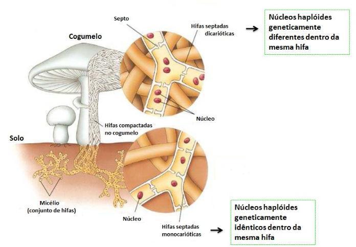 Cogumelo Septo Hifas septadas dicarióticas Núcleos haploides geneticamente diferentes dentro da mesma hifa Substrato Micélio