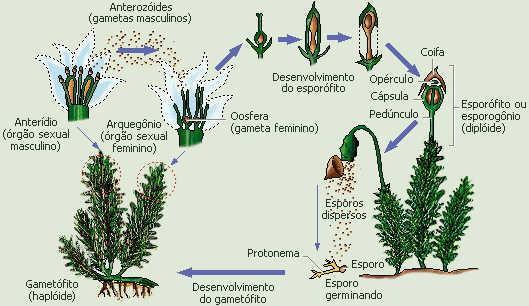 Ciclos