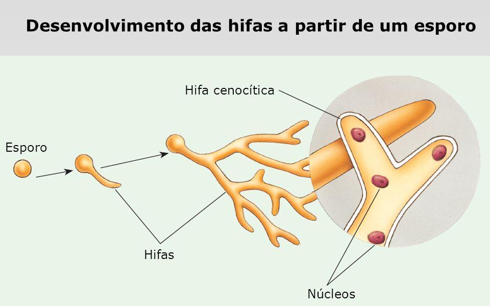 Micologia