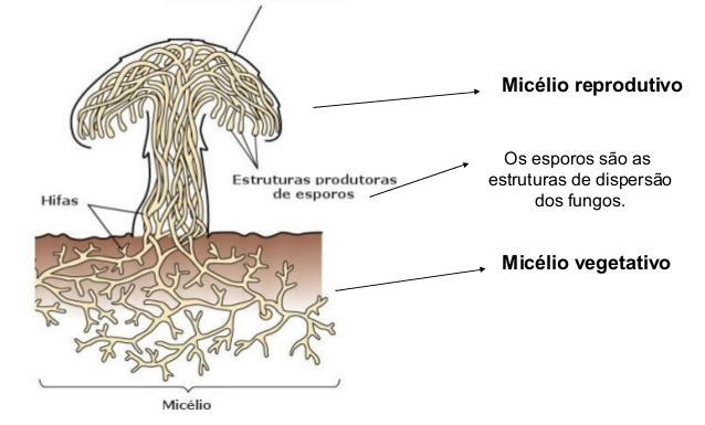 Corpo de frutificação Micélio reprodutivo Hifas Estruturas produtoras de esporos Os