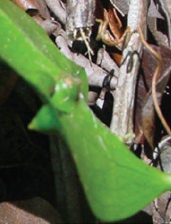 stem gall on Guapira opposita; 32) circular leaf gall on Ouratea