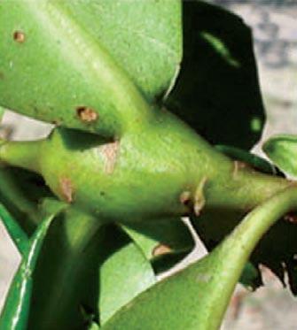 3) Galha foliar em Schinus terebinthifolius; 4) Galha da gema em Ilex sp.