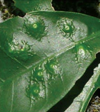 ; 7) Galha no caule em Mikania sp.; 8) Galha esferóide foliar em Mikania sp.