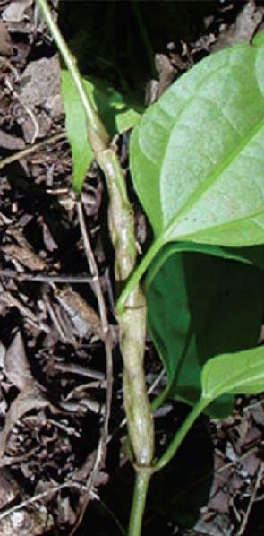 ; 5) Leaf gall on Aspidosperma pyricollum; 6) Leaf gall on Baccharis sp.; 7) Stem gall on Mikania sp.
