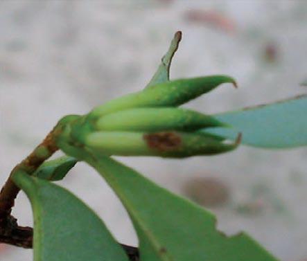 10) Galha caulinar em Selenicereus setaceus; 11) galha da gema em Erythroxylum ovalifolium; 12) galha da borda foliar em