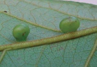 ; 16) leaf gall on Fabaceae (não determinada); and 17) stem gall on Byrsonima sericea.