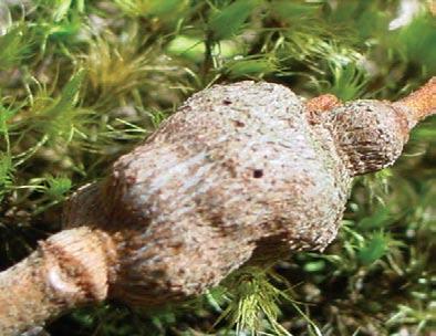 de planta hospedeira. As Myrtaceae representaram a família de planta com maior riqueza de galhas na RBEPS.