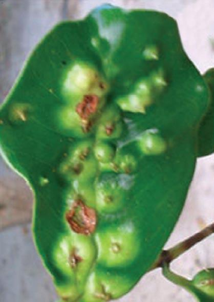 Stem gall on Rapanea sp.