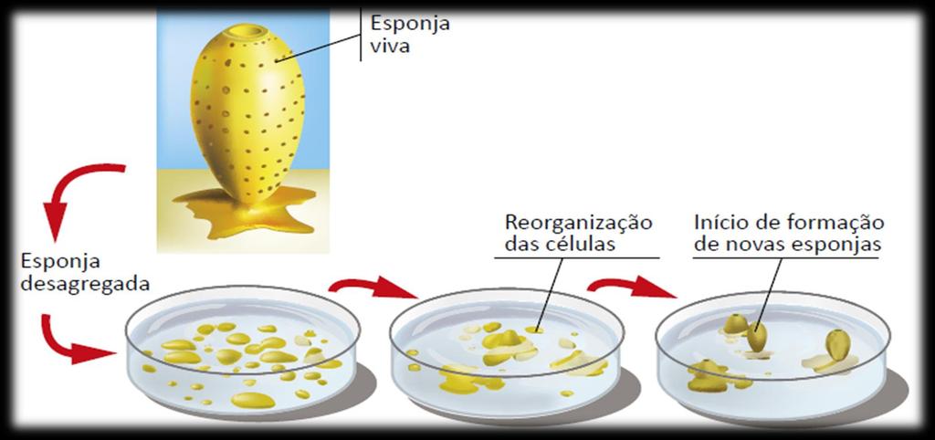 Regeneração: os poríferos possuem grande poder de regenerar partes perdidas do corpo.