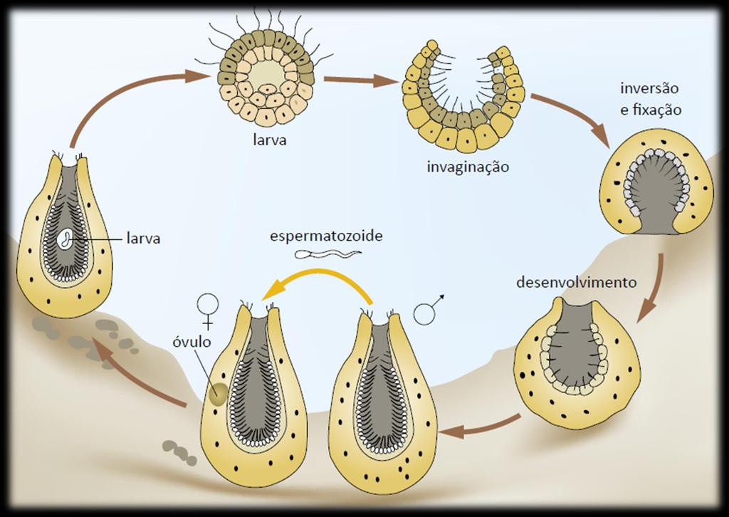 A maioria das esponjas é hermafrodita, embora existam espécies com sexo separado; Os espermatozóides saem através do ósculo e fecundam os óvulos de outra