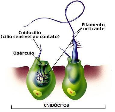 CARACTERÍSTICAS ESTRUTURAIS TENTÁCULOS Utilizados na defesa e captura de alimentos devido à presença dos cnidócitos.