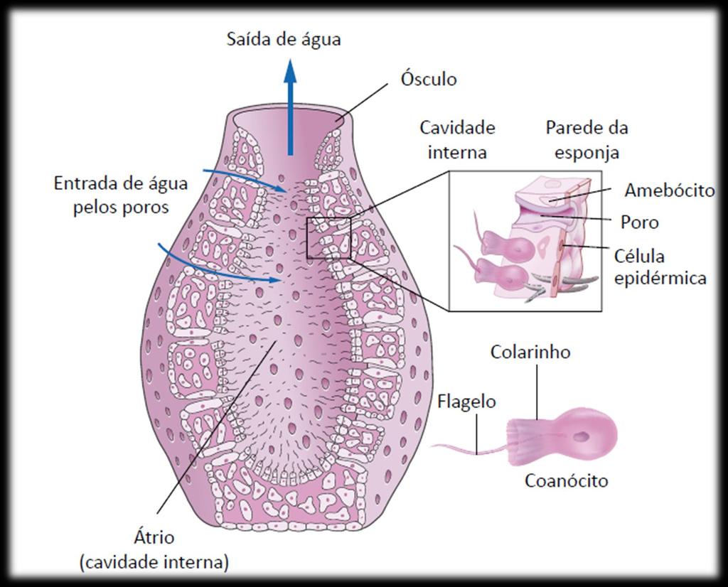 meio externo poros canais