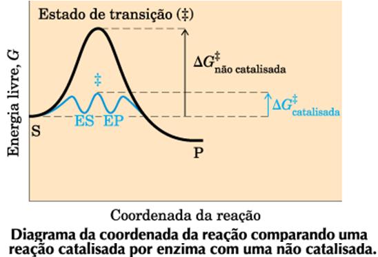 catalisadores aumentam a velocidade das