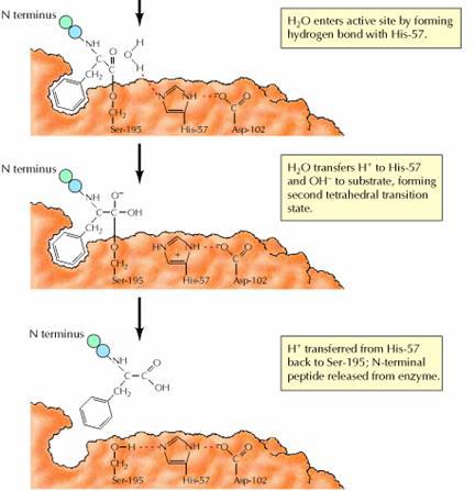 Mecanismo de ação da quimotripsina, um exemplo típico de uma serino proteinase Enzima interage com substratos aromátcos Ligação a ser hidrolisada Tríade catalítica Ser His - Asp A H 2 O entra no