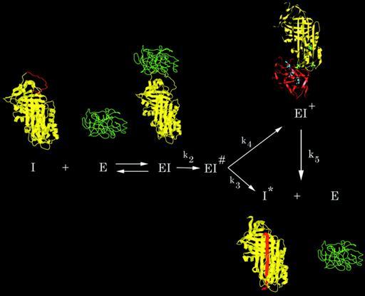 Inibidores proteicos de enzimas proteolíticas desempenham importantes papéis fisiológicos.