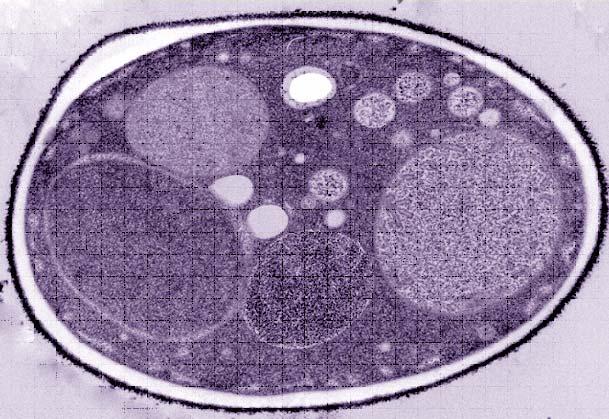 Saccharomyces cerevisiae, uma fábrica de álcool