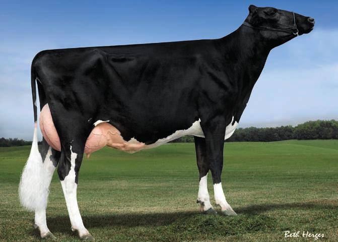 29HO14615 CANCUN Filha Sco-Lo Cancun Cheers GP-82 Pedigree PLANET x SHOTTLE x OUTSIDE x JUROR Pai ENSENADA TABOO PLANET-ET Mãe LARCREST COSMOPOLITAN VG-87 02-04 2x 365d