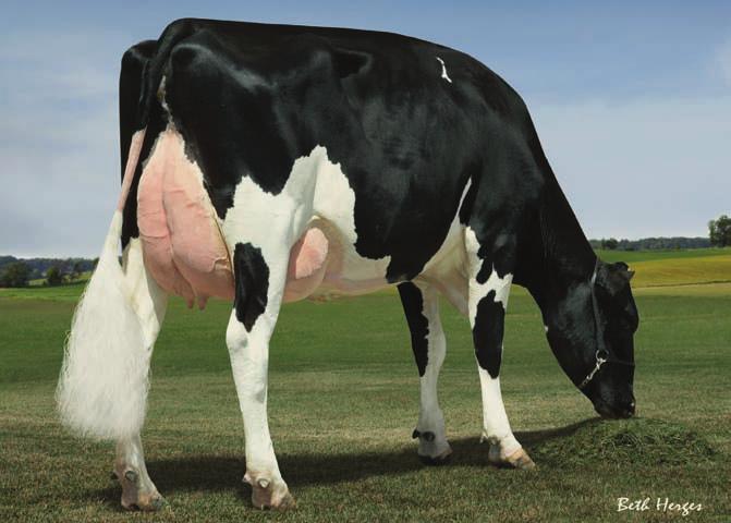 29HO14552 EZRA Filha Tsmad-Lyn Ezra Brynne GP-83 Pedigree STOL JOC x POTTER x BW MARSHALL x DUSTER Pai STOL JOC Mãe CONANT-ACRES POTTER GAIL-ET VG-87 02-00 3x 365d 46.