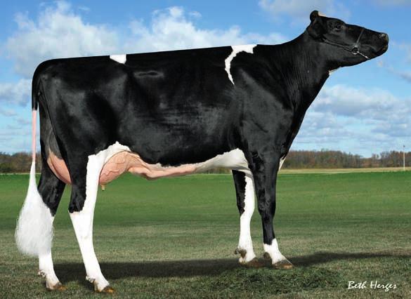 29HO14311 ORVILLE Pedigree BOLIVER x O MAN x BW MARSHALL x MTOTO Pai END-ROAD PVF BOLIVER-ET Mãe VISION-GEN OMAN FANTASA-ET VG-87 03-05 3x 365d 47.480L 3.6% 1.720G 3.2% 1.