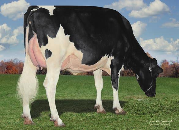 29HO16532 CANNON Pedigree ROBUST x ALEXANDER x BOLTON x SHOTTLE Pai ROYLANE SOCRA ROBUST-ET Mãe EVEN-PAR ALEX CIENNA-ET VG-88 Mãe: Even-Par Alex Cienna-ET VG-87 Extrema fertilidade Touro: Even-Par