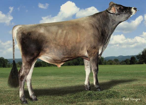 : 16/09/2012 J E R S E Y Mãe: Ahlem Allstar Nita 36001 VG-85 Leite e sólidos com fator mocho INTERBULL PROOF 12/2013 Confiança 60% Nº de filhas G Nº de rebanhos G Tipo +2,00 JUI +5,55 Estatura +1,60