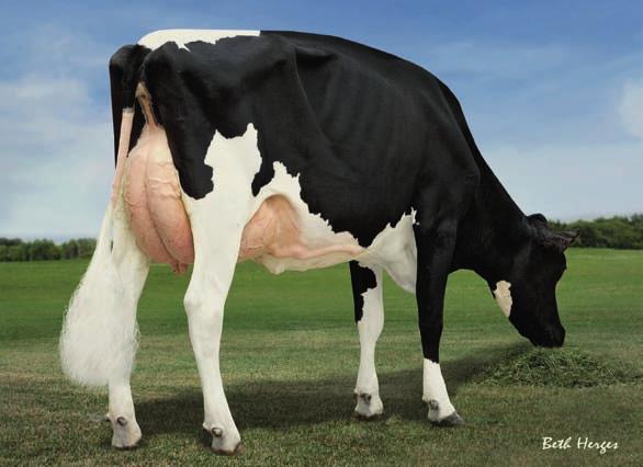 29HO14258 TABBER Pedigree O MAN x BOLIVER x OUTSIDE x TESK Pai O-BEE MANFRED JUSTICE-ET Mãe REGANCREST-BP BOLVR TAB-ET EX-92 05-00 2x 365d 37.360L 3.6% 1.345G 3.1% 1.