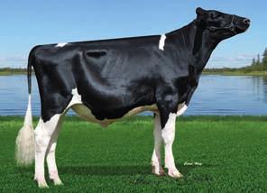 -0,17 DISTANTES Comprimento de Tetos +1,58 LONGOS USDA-CDCB 12/2013 FILHAS: G REBANHO: G TPI: +1766 Leite +414 Teste % Lbs.