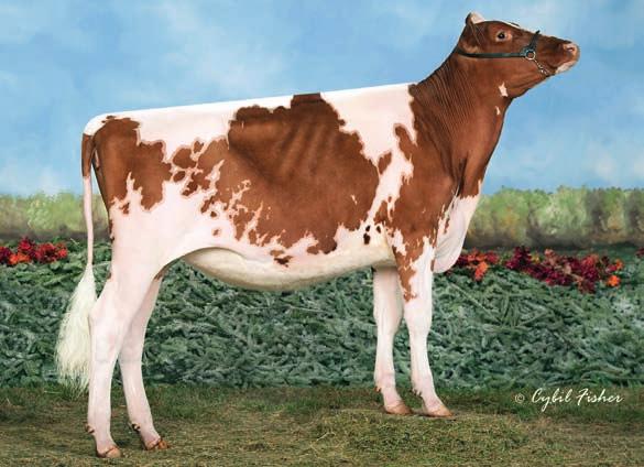 Fustead Ramos Satin-ET VG-85 Suporte Central +1,89 FORTE Prof. Úbere +3,73 RASO Colocação Tetos Ant. +2,39 PRÓXIMOS Sua opção de saúde no sexado Colocação Tetos Post.