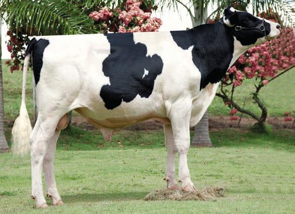 94HO14572 FORCE Pedigree SHOTTLE x ROY x SAM x SKYBUCK Pai PICSTON SHOTTLE-ET Mãe HARVUE ROY FROSTY EX-97 05-07 2x 365d 44.710L 5.0% 2.222G 2.8% 1.