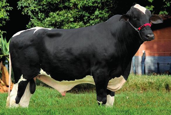 G I R O L A N D O 5 / 8 GO 1479 DUQUE FIV SHOTTLE DA MEDALHA MILAGROSA Pedigree: SHOTTLE x BRILHANTE x PALADINO Criador: Eire Enio de