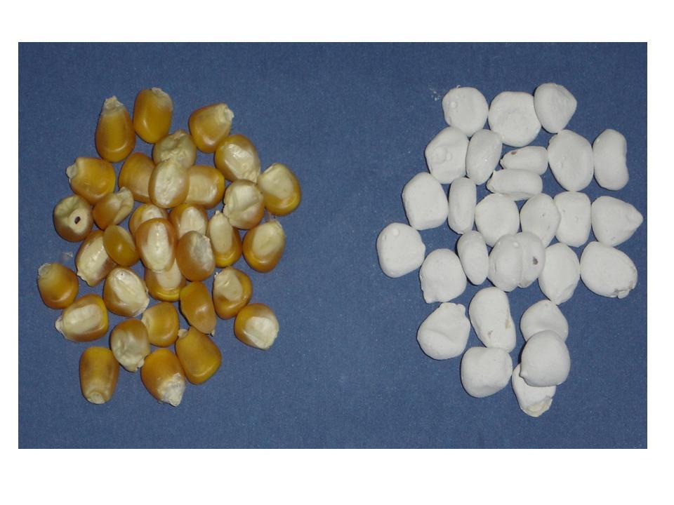 20 Figura 1. Aspecto visual das sementes de milho (UENF 506-8) nuas (esquerda) e sementes recobertas (direita) secas por um período de 24 horas.