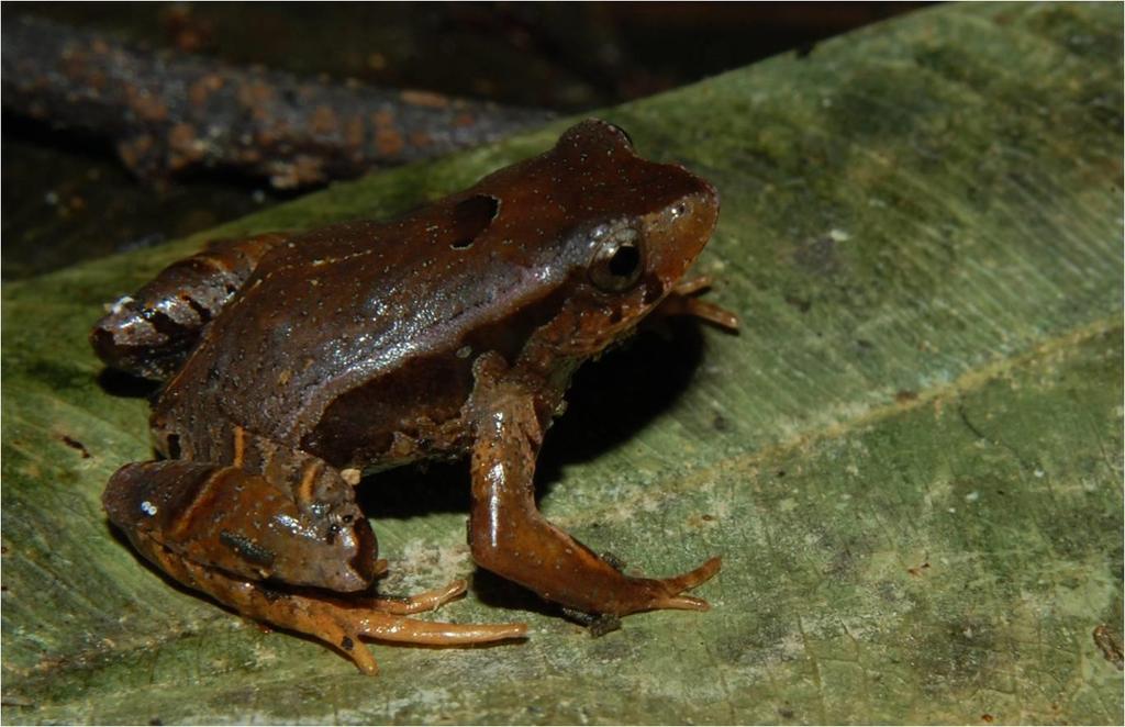 104 Família Leptodactylidae Paratelmatobius sp.