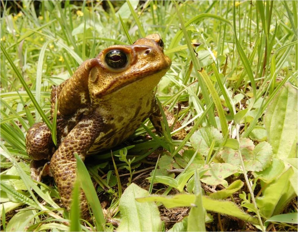 67 APÊNDICE A Espécies de anuros estudadas: fotografias e representações acústicas do canto de anúncio