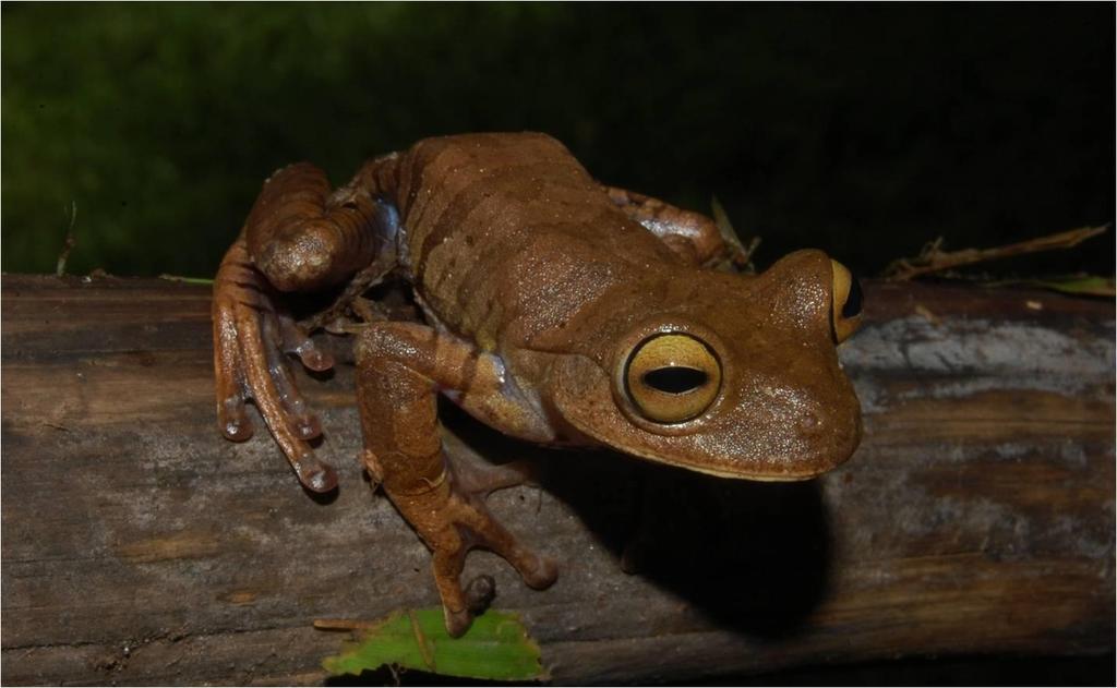 71 Família Hylidae Bokermannohyla hylax (Heyer, 1985) Figura 10 Macho de Bokermannohyla hylax e o canto de anúncio da espécie; gravação feita na Estação