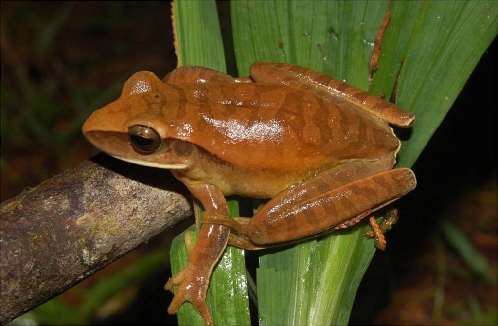 80 Família Hylidae Hypsiboas albopunctatus (Spix, 1824) Figura 19 Macho de