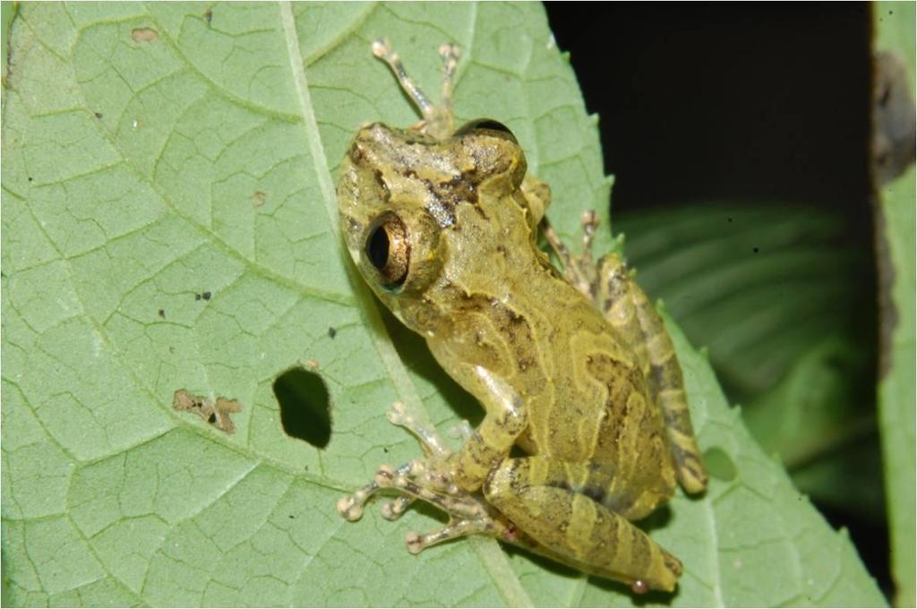 95 Família Hylidae Scinax humilis (A. Lutz e B.