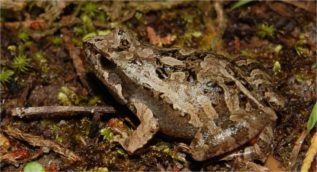 97 Família Leiuperidae Physalaemus cuvieri Fitzinger, 1826 Figura 36 Macho de Physalaemus cuvieri e o canto de anúncio da espécie; gravação feita na Estação