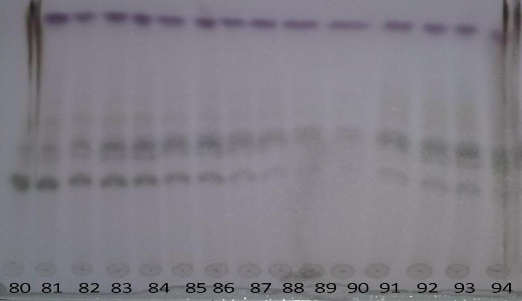67:30:03; revelação com ácido sulfúrico 10%. Figura 21: CCD das frações 80 a 94.