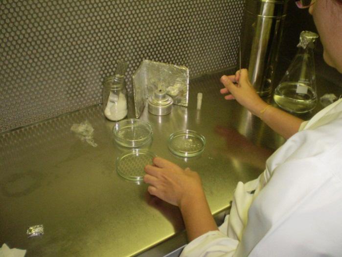 A seguir são descritas as metodologias para a avaliação da viabilidade por corante e por germinação in vitro do tubo polínico.