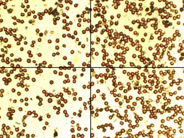 Avaliação da viabilidade de grãos de pólen em microscópio; E- Avaliação da viabilidade de grãos de pólen; F- Detalhe da coloração dos grãos de