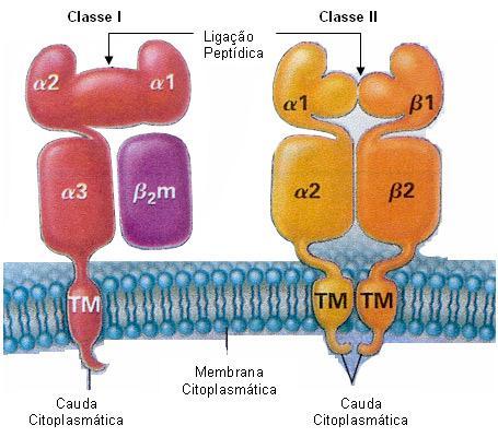 Fig. 2. Estrutura das moléculas HLA classe I e II. (retirado de Eren E, Travers P. 2000) A região HLA classe II é a mais centromérica e compreende cerca de 900 Kb de material genético.