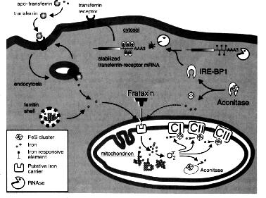 As reacções anapleróticas servem para repor intermediários do TCA utilizados na biossíntese de outros compostos (a mais importante é catalizada pela piruvato carboxilase) (Biotina) Défice de enzimas