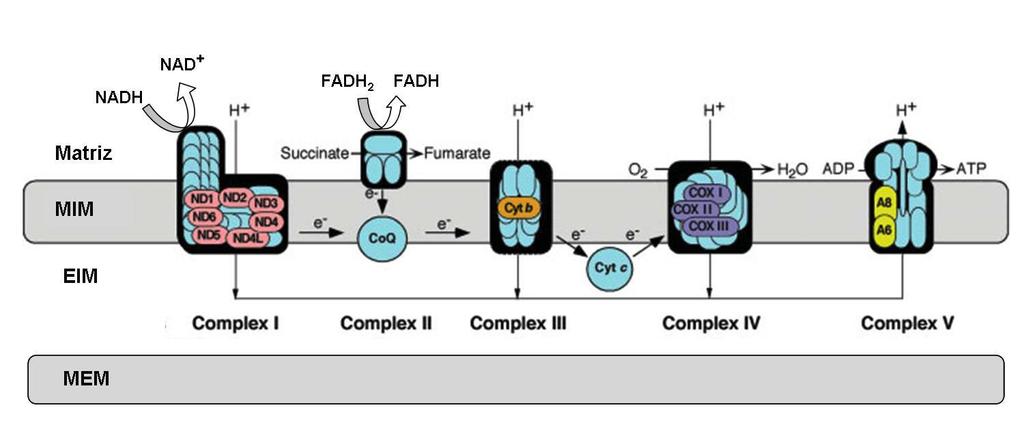MEM MIM Matriz EIM Cadeia respiratória mitocondrial - - 0,15V + (adaptado de DiMauro and