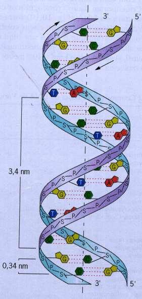 Estrutura do DNA