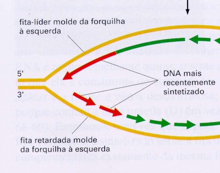Síntese de DNA na fita retardada Primer: fornece um término com uma ponta 3 -OH adição de