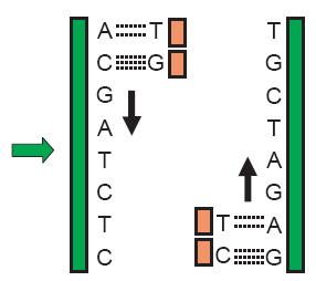 Duplicação do DNA Enzimas