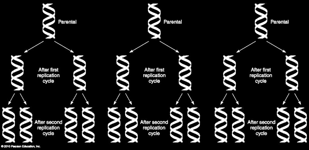 Propostas para a duplicação do DNA Semiconservativa Conservativa Dispersiva Disponível