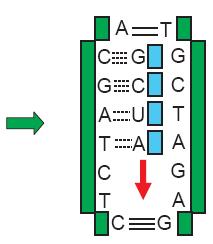 RNA-polimerase: